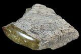 Polished Dinosaur Bone (Gembone) Section - Colorado #96419-1